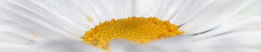 chrysanthemum-659111__340